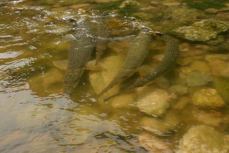 Alligator Gar