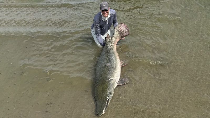 Alligator Gar