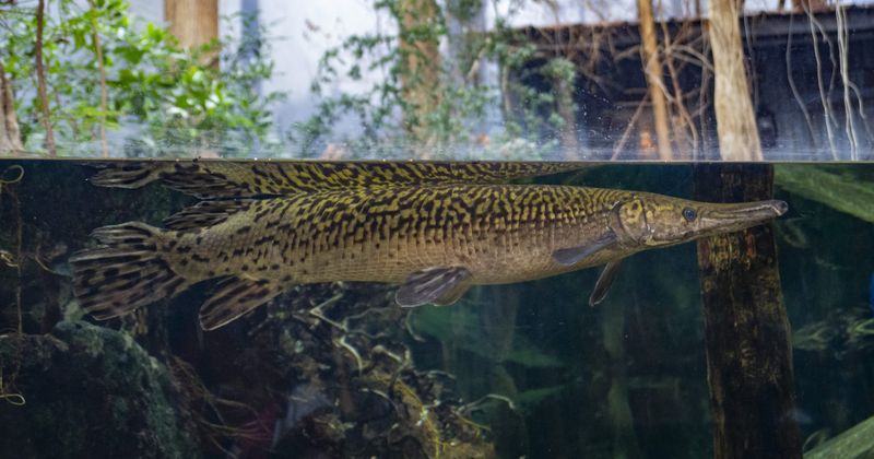 Alligator Gar