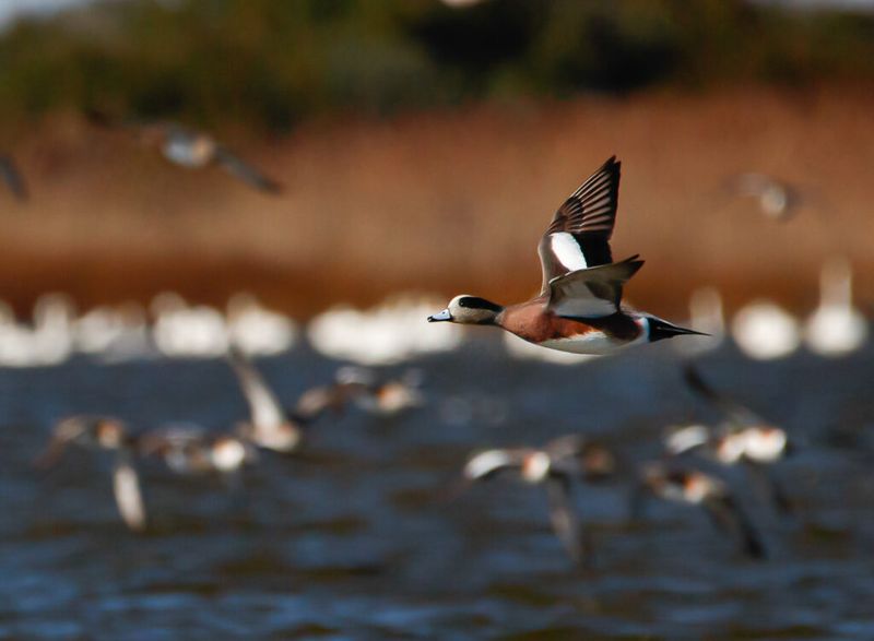 Alligator River National Wildlife Refuge, North Carolina