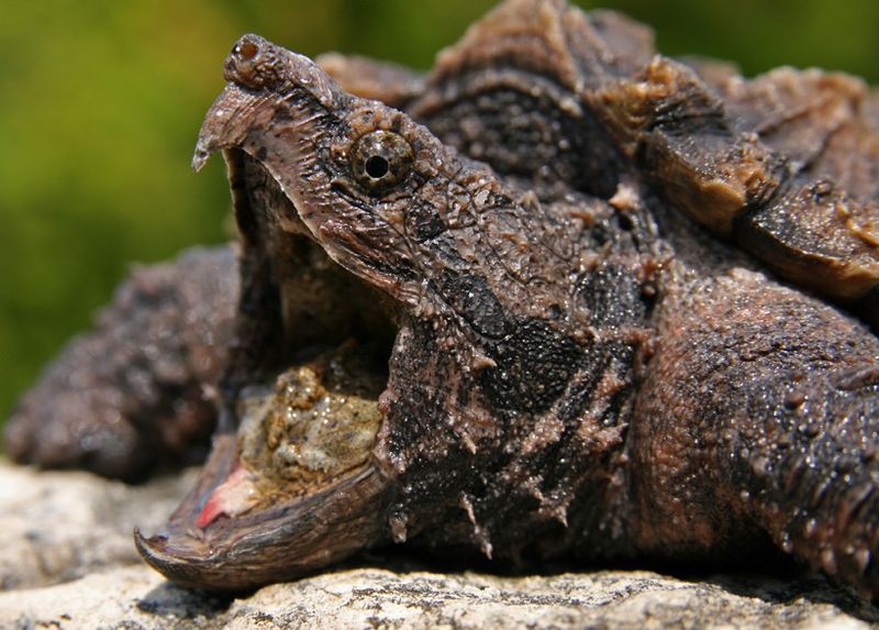Alligator Snapping Turtle