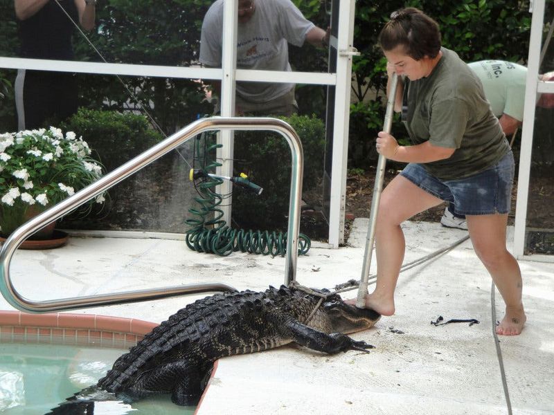 Alligator in a Suburban Pool