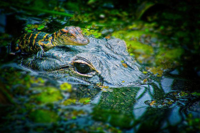 Alligator