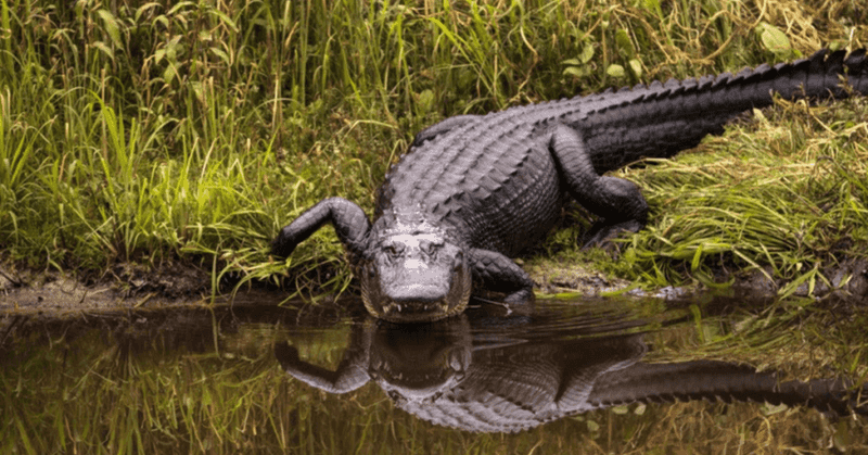 Alligator