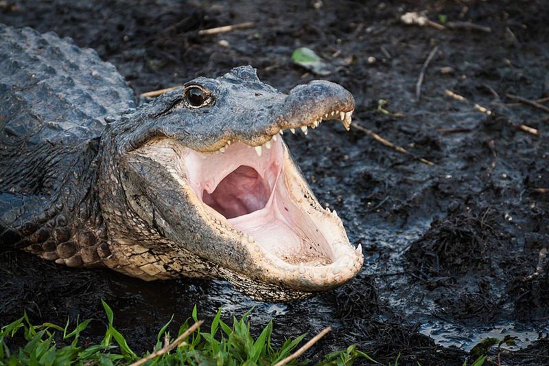 Alligators