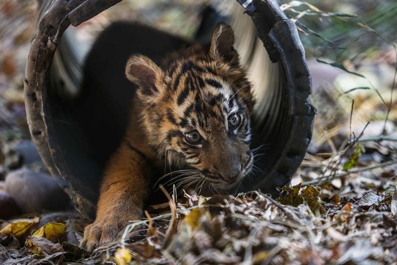 Alone in the Wild