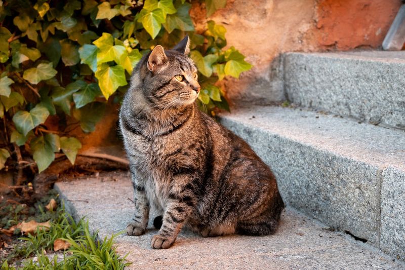 Aloof Nature