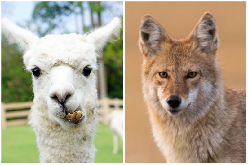 Alpaca