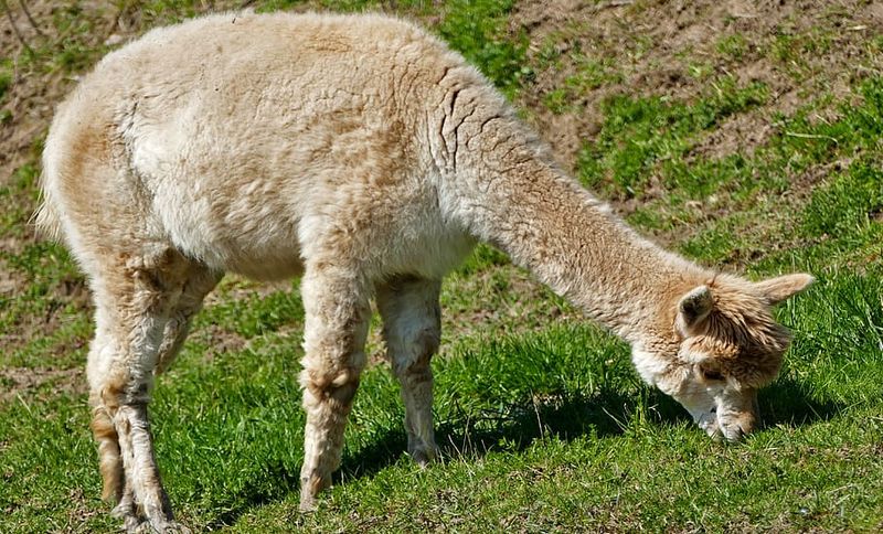 Alpaca