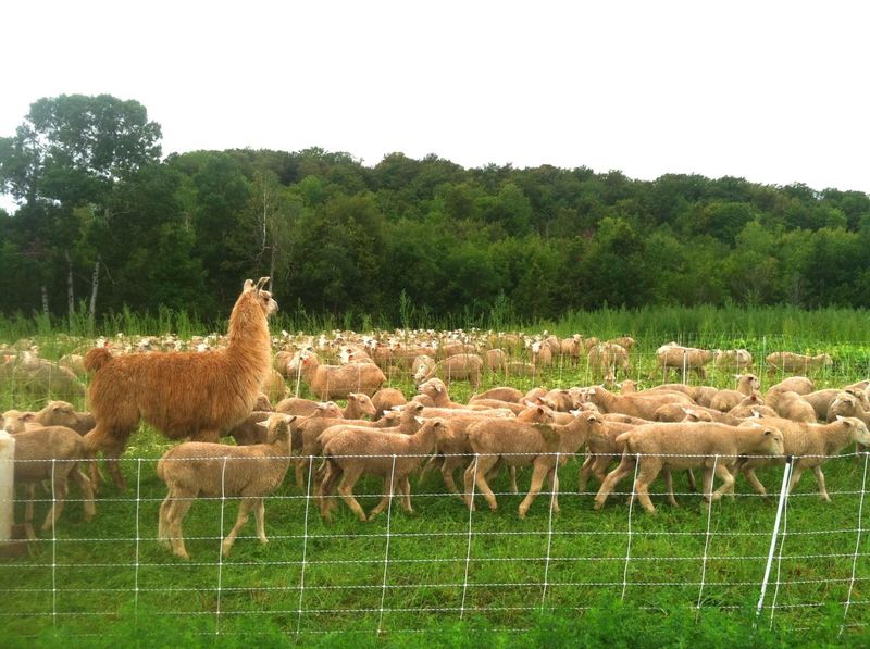 Alpacas and Guard Llamas