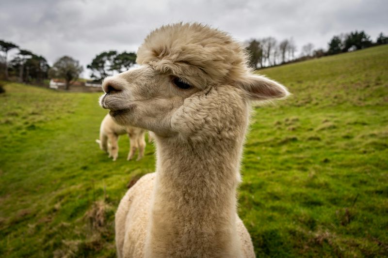 Alpacas