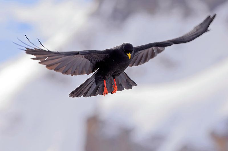 Alpine Chough