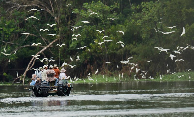 Amazon Rainforest Discovery