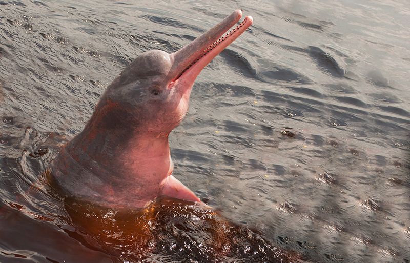 Amazon River Dolphin