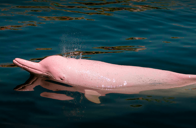 Amazon River Dolphin