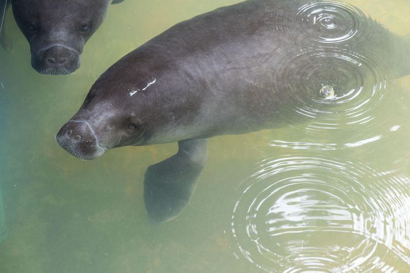 Amazonian Manatee