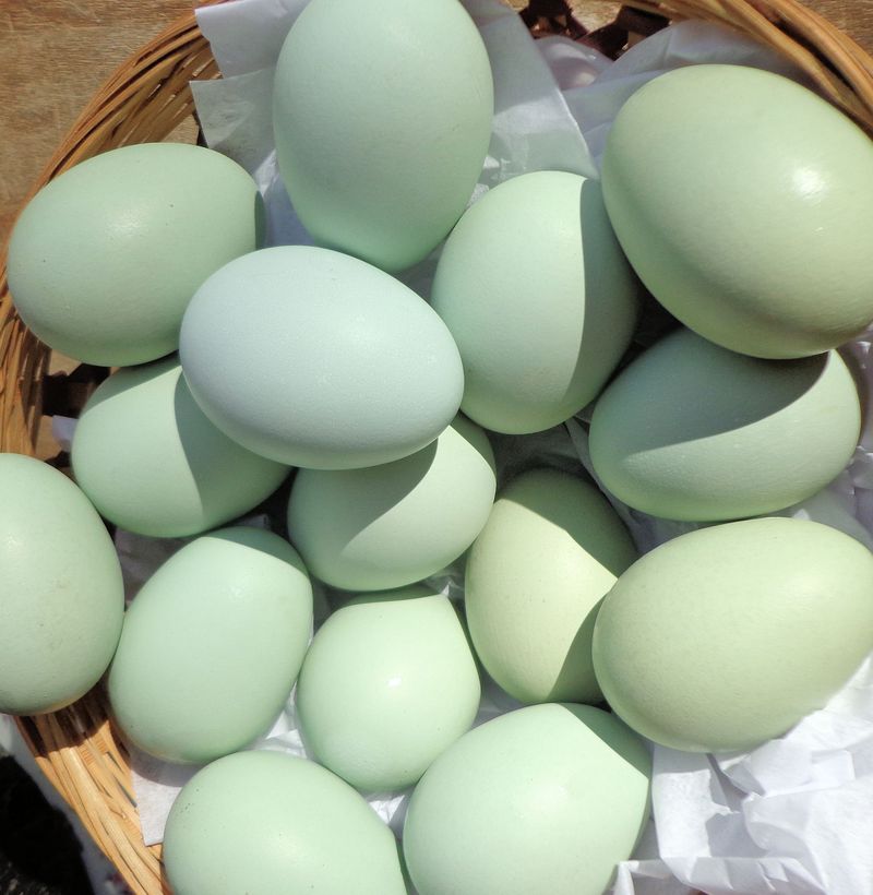 Ameraucana