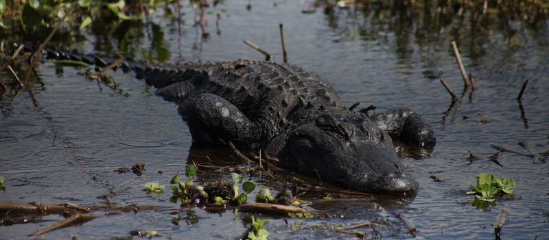American Alligator