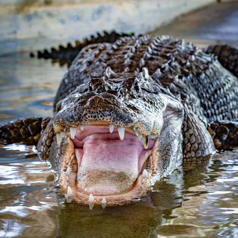 American Alligator