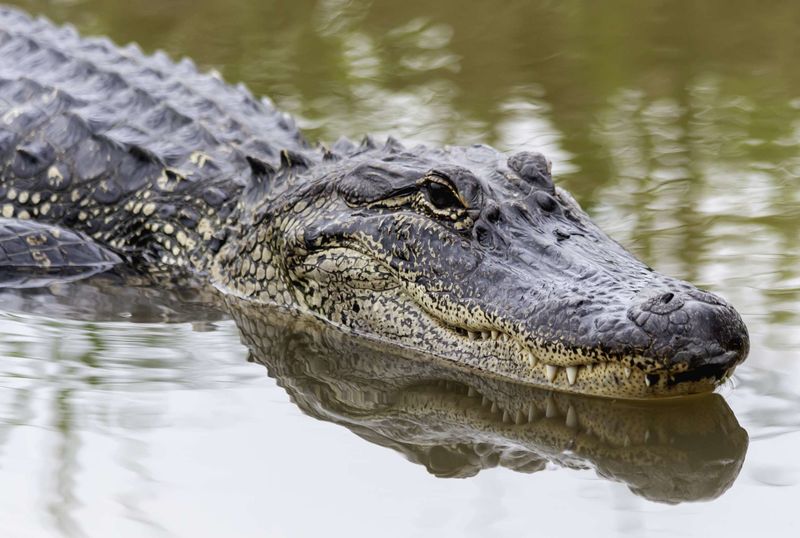 American Alligator
