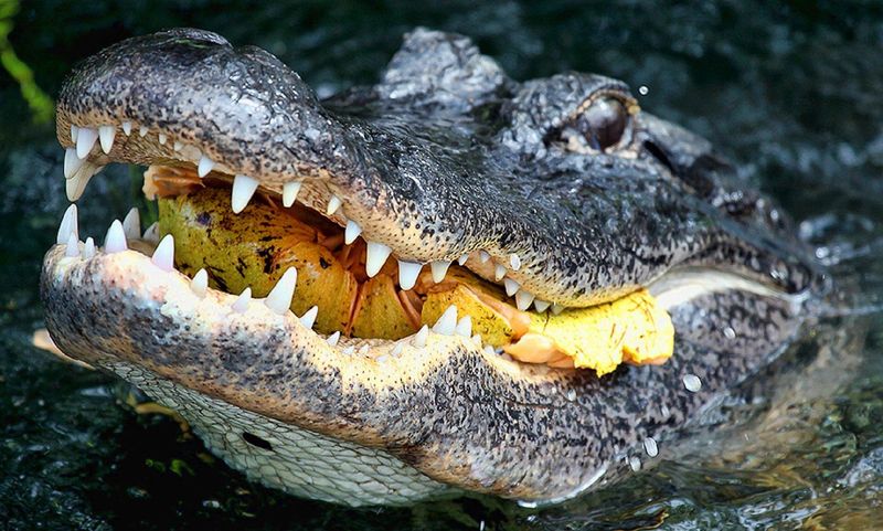 American Alligator