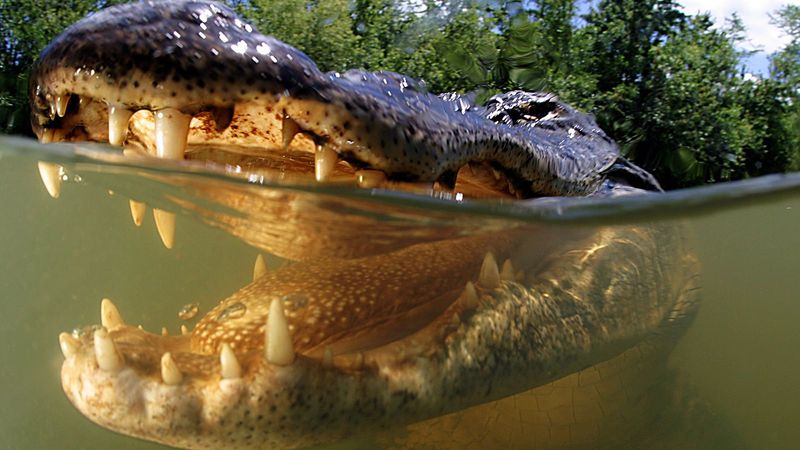 American Alligator