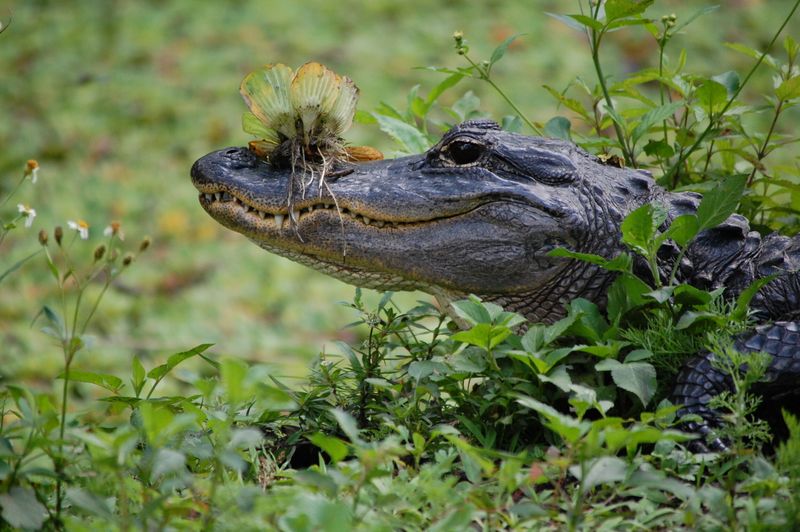 American Alligator