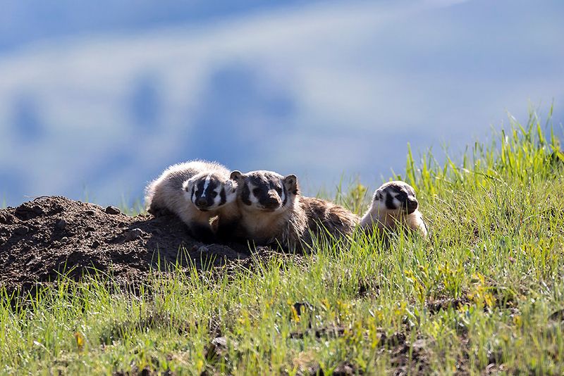 American Badger