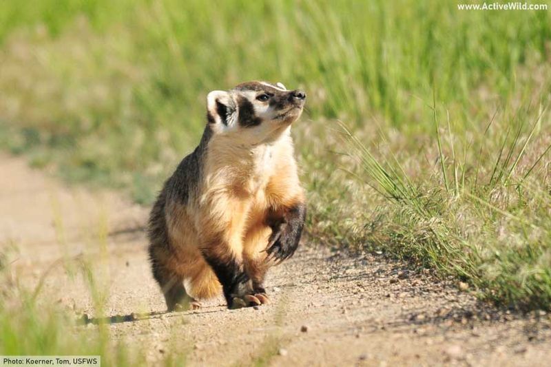 American Badger