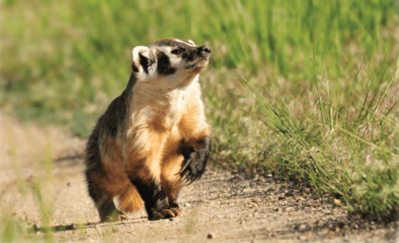 American Badger
