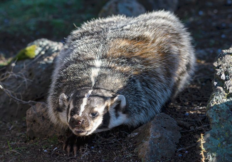 American Badgers