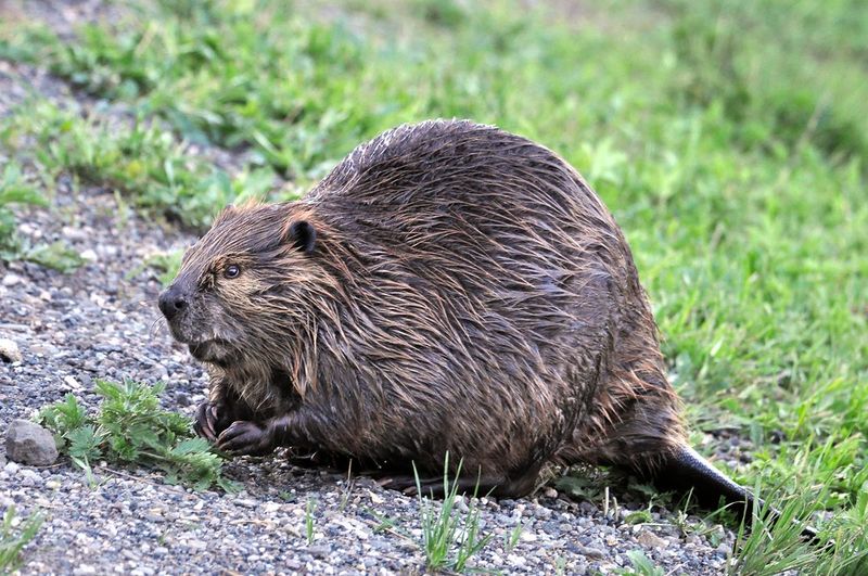 American Beaver