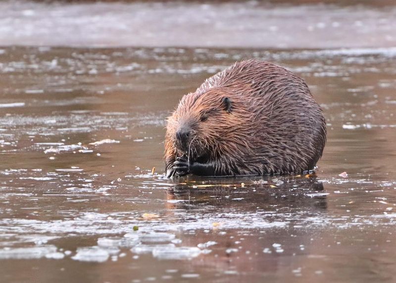 American Beavers
