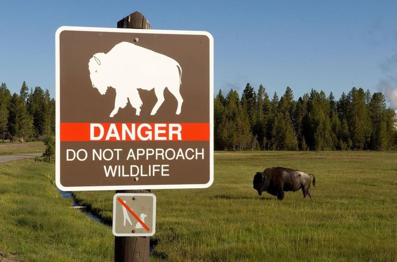 American Bison
