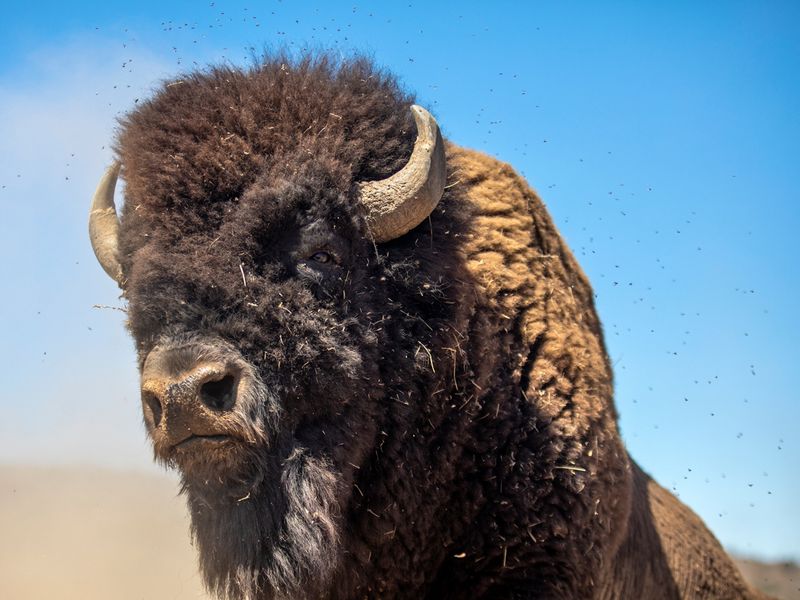American Bison