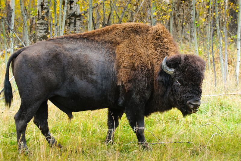 American Bison (Eastern Population)
