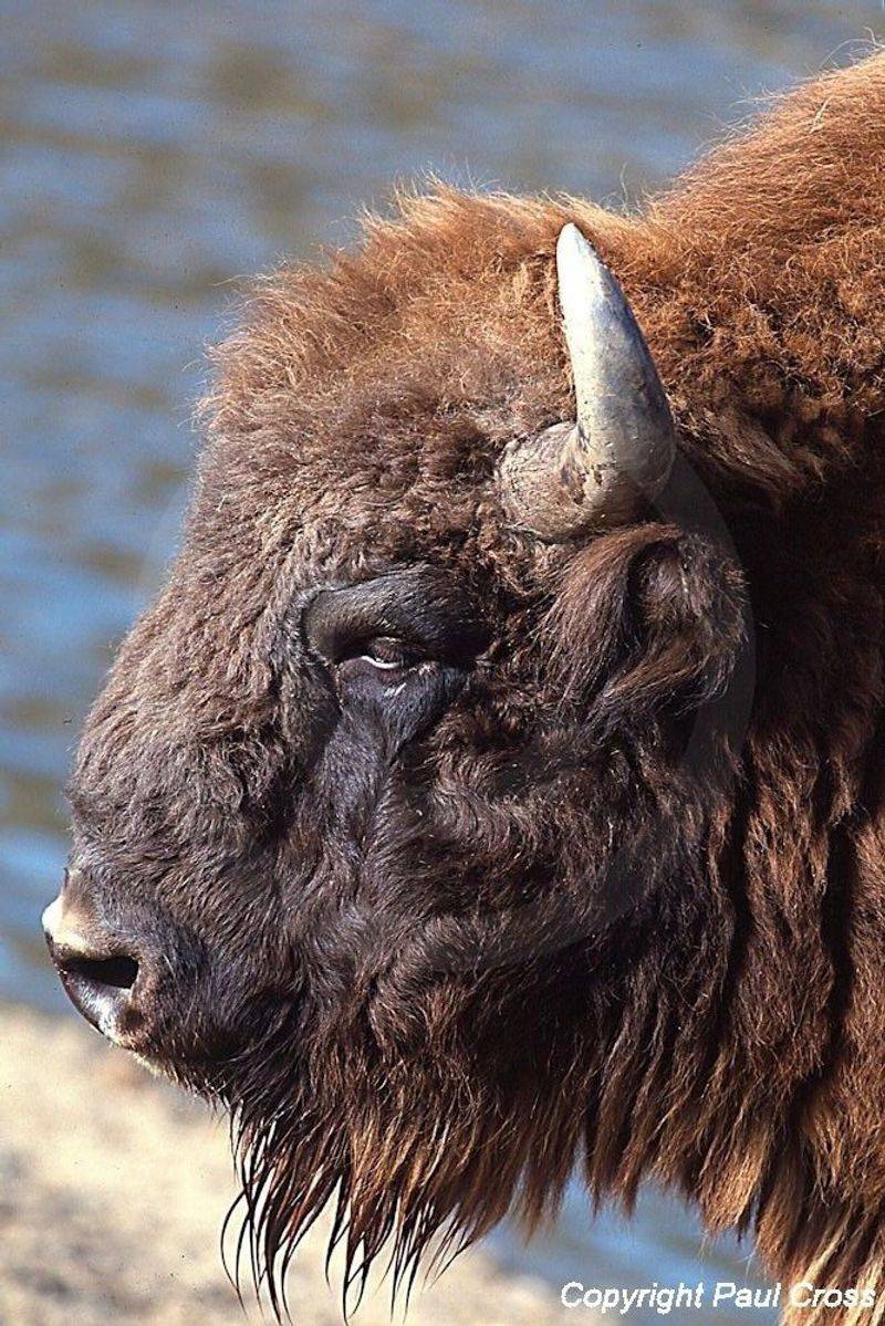 American Bison