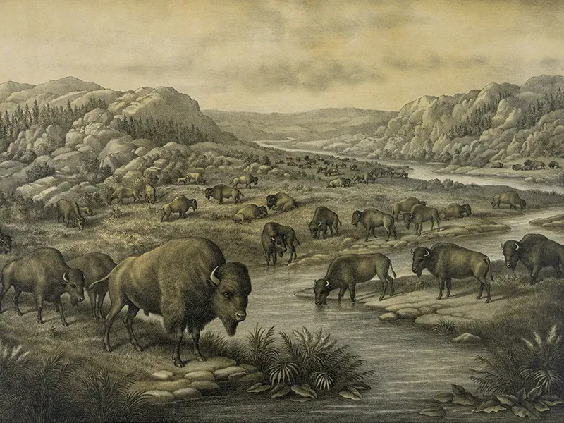 American Bison