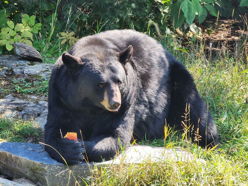 American Black Bear