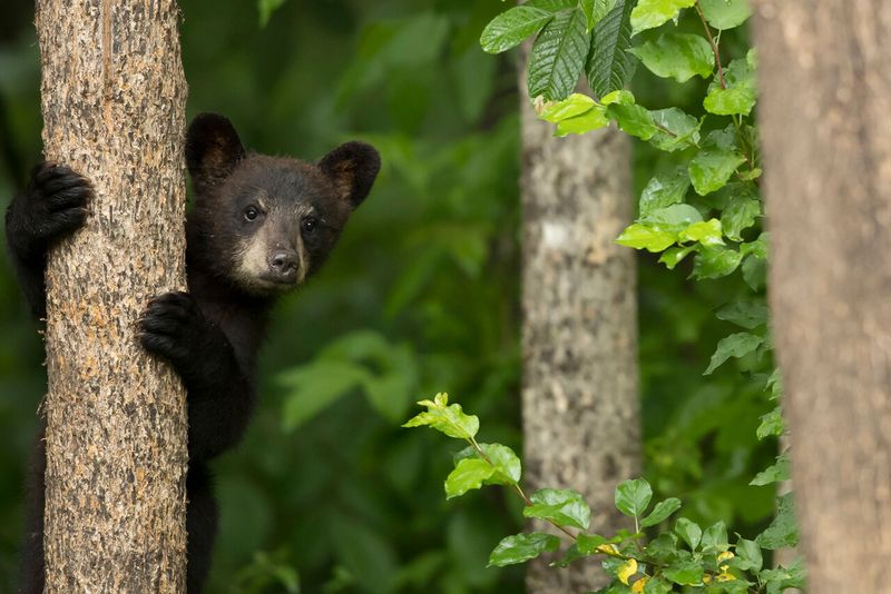 American Black Bear