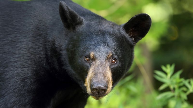 American Black Bear