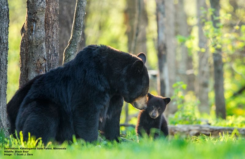 American Black Bear