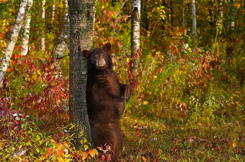 American Black Bear