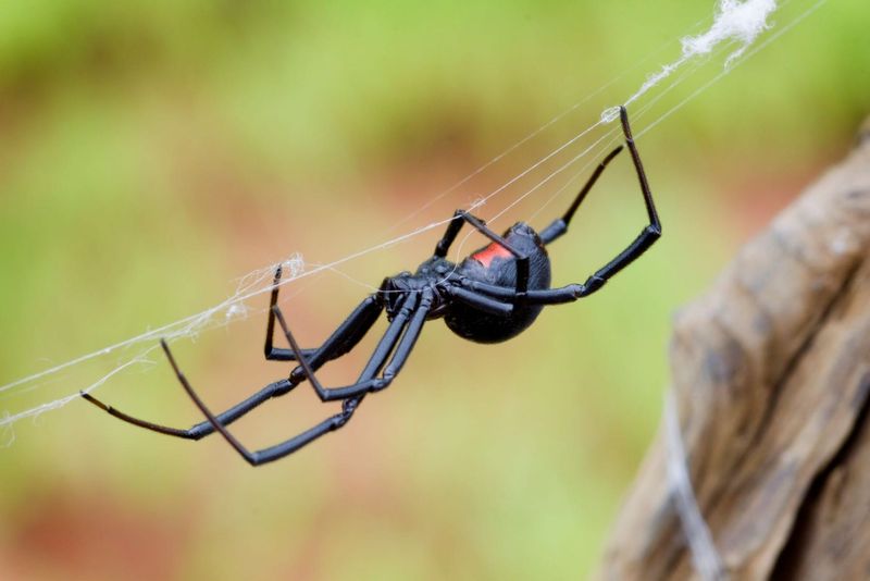 American Black Widow