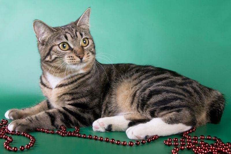 American Bobtail