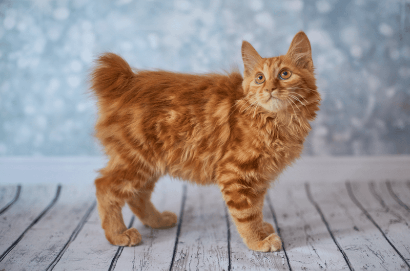 American Bobtail