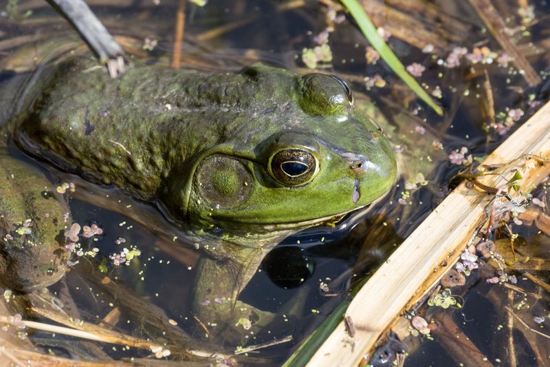 American Bullfrog