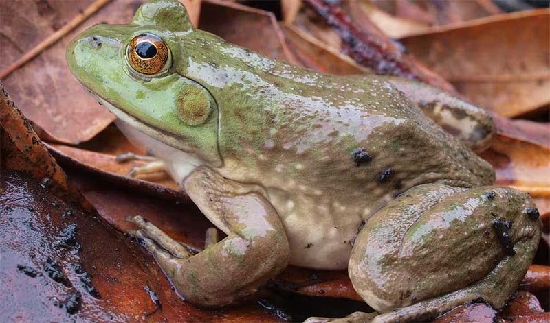 American Bullfrog