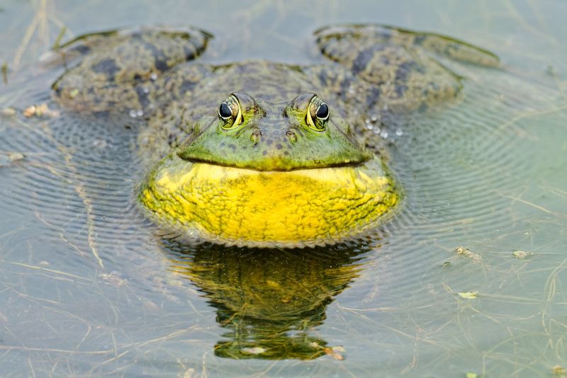American Bullfrog