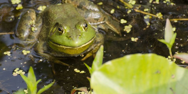 American Bullfrog
